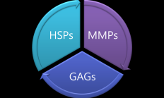 LDM系列对皮肤的影响